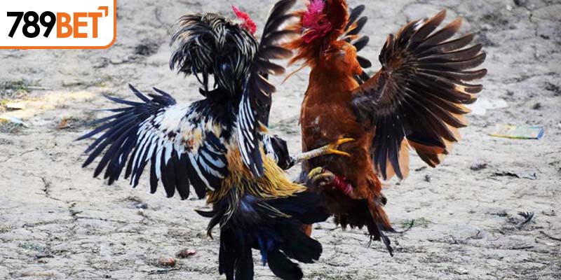 Những lợi ích bạn nhận được khi chơi đá gà Campuchia