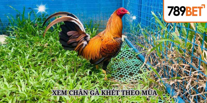 Xem gà khét theo mùa trong năm là một phương pháp đặc biệt